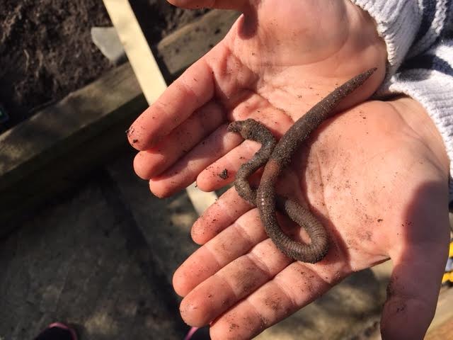 A worm being held.