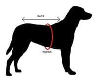 Illustration of a dog with corresponding back and torso measurements.