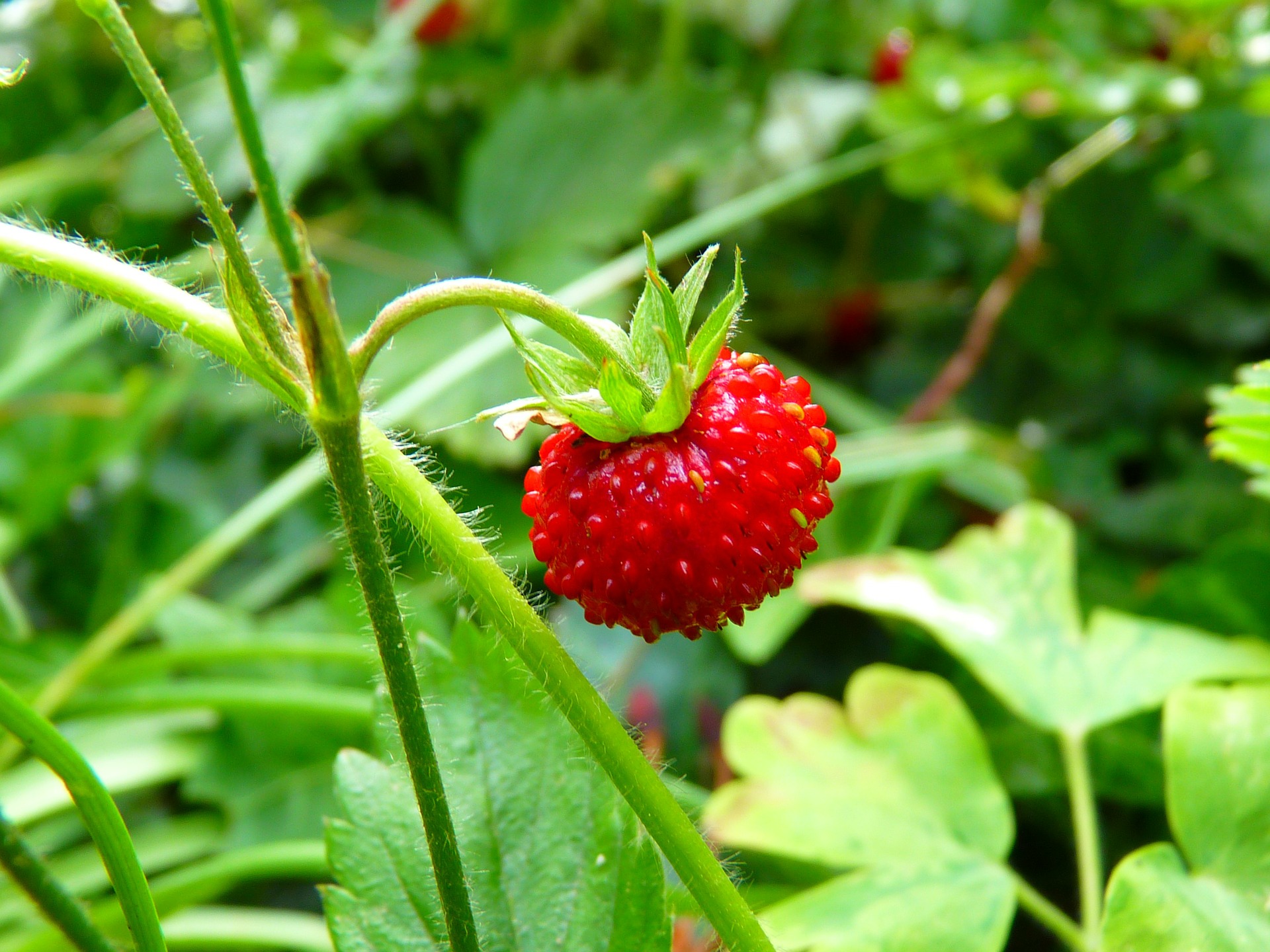 Wild Berry Foraging